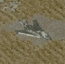 Nighthawk