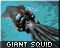 Squid